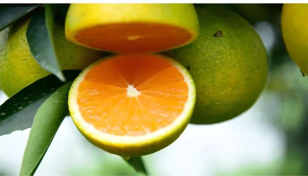 秭归九月红脐橙