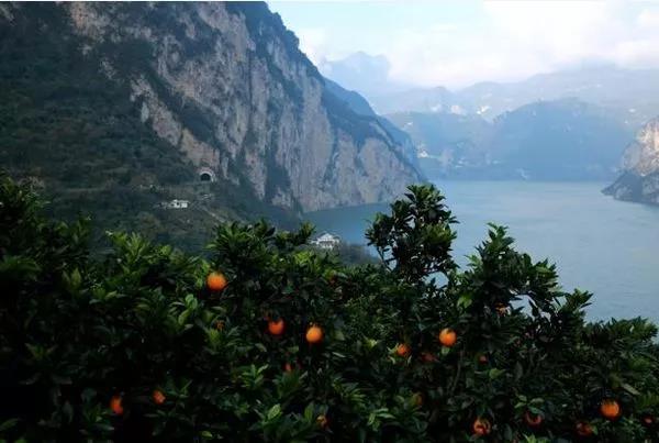 三峡秭归脐橙