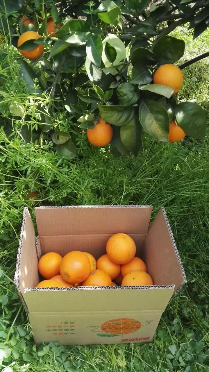 脐橙产地直发